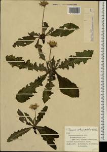 Taraxacum serotinum (Waldst. & Kit.) Poir., Eastern Europe, North Ukrainian region (E11) (Ukraine)