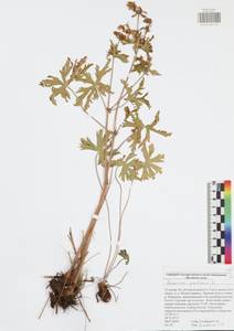 Geranium pratense L., Eastern Europe, Central region (E4) (Russia)
