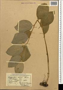 Polygonatum glaberrimum K.Koch, Caucasus, Black Sea Shore (from Novorossiysk to Adler) (K3) (Russia)
