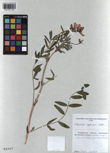 KUZ 001 322, Hedysarum neglectum Ledeb., Siberia, Altai & Sayany Mountains (S2) (Russia)