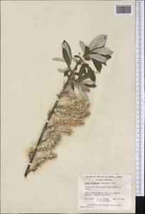 Salix alaxensis (Anderss.) Coville, America (AMER) (Canada)