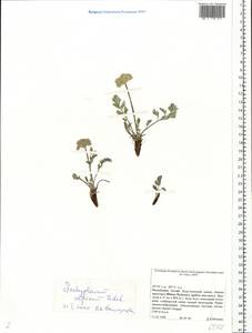 Pachypleurum mutellinoides (Crantz) Holub, Siberia, Altai & Sayany Mountains (S2) (Russia)