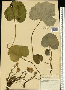Tussilago farfara L., Eastern Europe, Moscow region (E4a) (Russia)