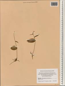 Platanthera mandarinorum Rchb.f., South Asia, South Asia (Asia outside ex-Soviet states and Mongolia) (ASIA) (Japan)