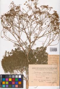 Prangos odontalgica (Pall.) Herrnst. & Heyn, Middle Asia, Caspian Ustyurt & Northern Aralia (M8) (Kazakhstan)