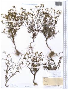 Senecio, Middle Asia, Pamir & Pamiro-Alai (M2) (Tajikistan)