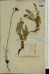 Tanacetum aureum (Lam.) Greuter, M. V. Agab. & Wagenitz, Caucasus, Azerbaijan (K6) (Azerbaijan)