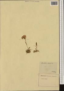 Dianthus alpinus L., Western Europe (EUR) (Germany)