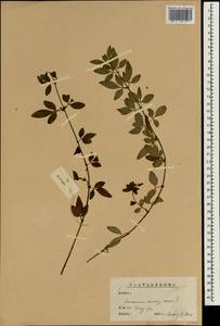 Jasminum mesnyi Hance, South Asia, South Asia (Asia outside ex-Soviet states and Mongolia) (ASIA) (China)