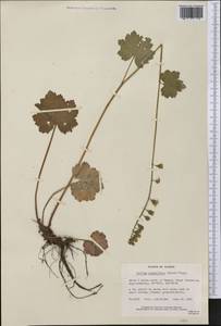 Tellima grandiflora (Pursh) Douglas ex Lindley, America (AMER) (United States)