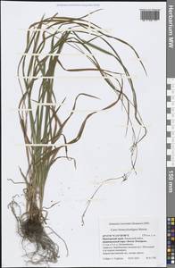 Carex bostrychostigma Maxim., Siberia, Russian Far East (S6) (Russia)