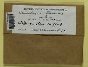 Campylopus flexuosus (Hedw.) Brid., Bryophytes, Bryophytes - Western Europe (BEu) (Norway)