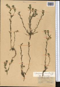Buglossoides tenuiflora (L. fil.) I. M. Johnst., Middle Asia, Kopet Dag, Badkhyz, Small & Great Balkhan (M1) (Turkmenistan)