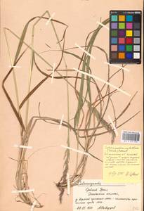 Calamagrostis acutiflora (Schrad.) DC., Eastern Europe, North-Western region (E2) (Russia)