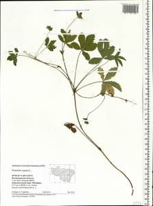 Potentilla reptans L., Eastern Europe, Central region (E4) (Russia)