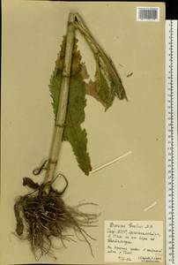 Dipsacus strigosus Willd., Eastern Europe, Eastern region (E10) (Russia)