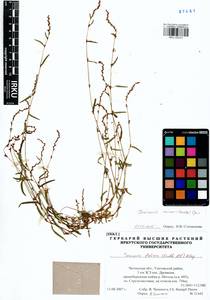 Persicaria minor (Huds.) Opiz, Siberia, Baikal & Transbaikal region (S4) (Russia)