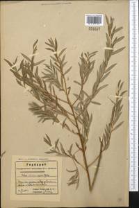 Salix capusii Franch., Middle Asia, Western Tian Shan & Karatau (M3) (Kazakhstan)