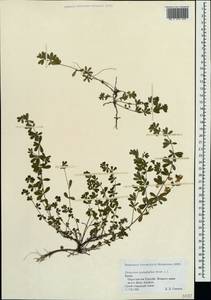 Dorycnium pentaphyllum subsp. herbaceum (Vill.)Rouy, Crimea (KRYM) (Russia)