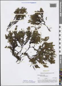Empetrum nigrum subsp. stenopetalum (V. N. Vassil.) Nedol., Siberia, Altai & Sayany Mountains (S2) (Russia)