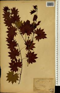 Acer japonicum Thunb., South Asia, South Asia (Asia outside ex-Soviet states and Mongolia) (ASIA) (Japan)