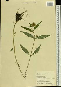 Bidens cernua L., Eastern Europe, Central region (E4) (Russia)