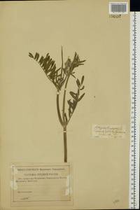 Astragalus onobrychis L., Eastern Europe, Lower Volga region (E9) (Russia)