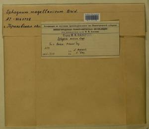Sphagnum magellanicum Brid., Bryophytes, Bryophytes - Middle Russia (B6) (Russia)