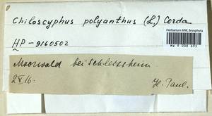Chiloscyphus polyanthos (L.) Corda, Bryophytes, Bryophytes - Western Europe (BEu)
