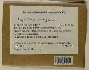Amphidium mougeotii (Bruch & Schimp.) Schimp., Bryophytes, Bryophytes - North Caucasus & Ciscaucasia (B12) (Russia)