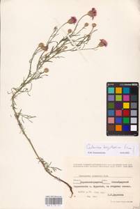 Centaurea arenaria × borysthenica, Eastern Europe, North Ukrainian region (E11) (Ukraine)