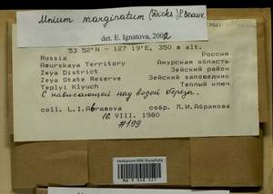 Mnium marginatum (Dicks.) P. Beauv., Bryophytes, Bryophytes - Russian Far East (excl. Chukotka & Kamchatka) (B20) (Russia)