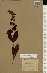 Ajuga genevensis L., Eastern Europe, North Ukrainian region (E11) (Ukraine)