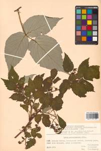 Rubus idaeus subsp. melanolasius Focke, Siberia, Russian Far East (S6) (Russia)