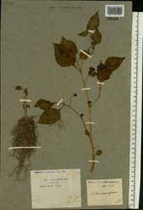 Solanum nigrum L., Eastern Europe, Central forest-and-steppe region (E6) (Russia)