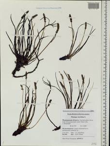 Plantago maritima L., Eastern Europe, Northern region (E1) (Russia)