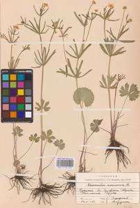 Ranunculus auricomus L., Eastern Europe, Western region (E3) (Russia)