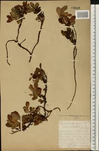 Arctostaphylos alpinus (L.) Spreng., Eastern Europe, Northern region (E1) (Russia)