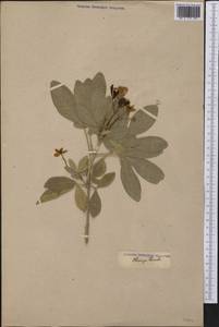 Choisya ternata Kunth, America (AMER) (Not classified)