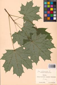Acer platanoides L., Eastern Europe, Moscow region (E4a) (Russia)
