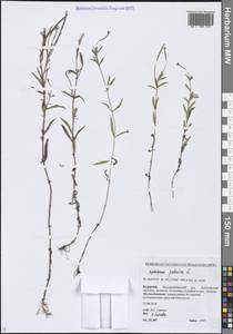 Epilobium palustre L., Siberia, Baikal & Transbaikal region (S4) (Russia)