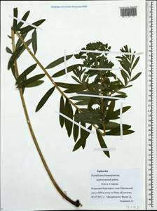 Euphorbia, Eastern Europe, Eastern region (E10) (Russia)