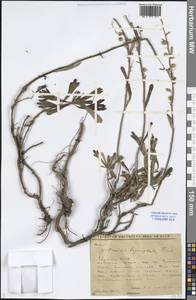 Artemisia lagocephala (Fisch. ex Besser) DC., Siberia, Yakutia (S5) (Russia)