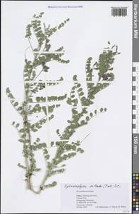 Sphaerophysa salsula (Pall.) DC., South Asia, South Asia (Asia outside ex-Soviet states and Mongolia) (ASIA) (China)