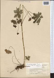 Geranium rectum Trautv., Middle Asia, Western Tian Shan & Karatau (M3) (Kyrgyzstan)
