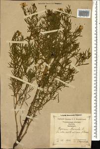 Peganum harmala L., Caucasus, Georgia (K4) (Georgia)