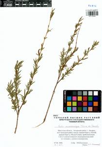 Salix microstachya Turcz. ex Trautv., Siberia, Baikal & Transbaikal region (S4) (Russia)