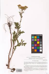 Tanacetum vulgare L., Eastern Europe, North Ukrainian region (E11) (Ukraine)