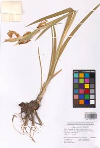 Iris pseudonotha Galushko, Eastern Europe, Lower Volga region (E9) (Russia)