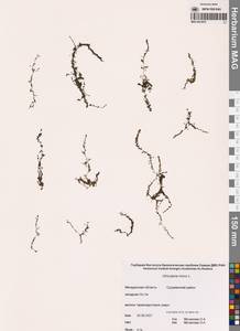 Utricularia minor L., Siberia, Chukotka & Kamchatka (S7) (Russia)